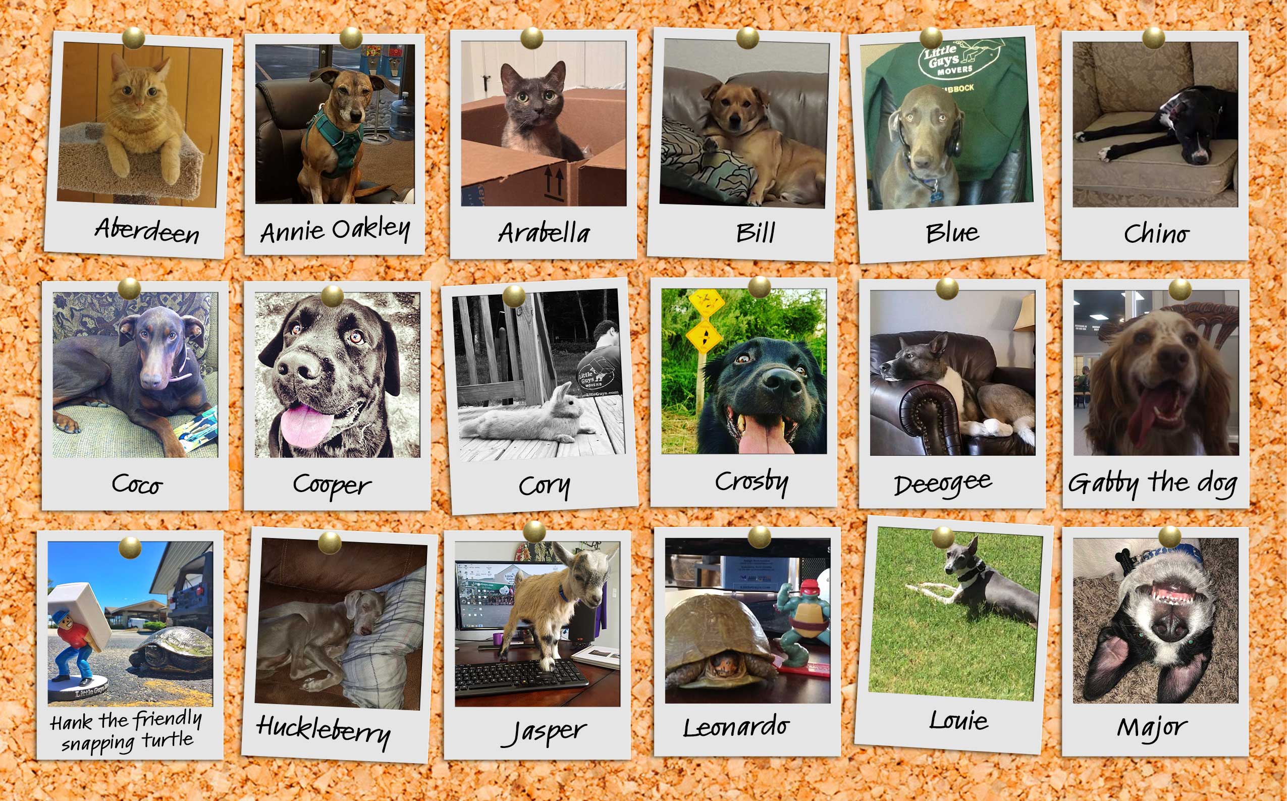 a compilation of pets of Little Guys Movers employees!