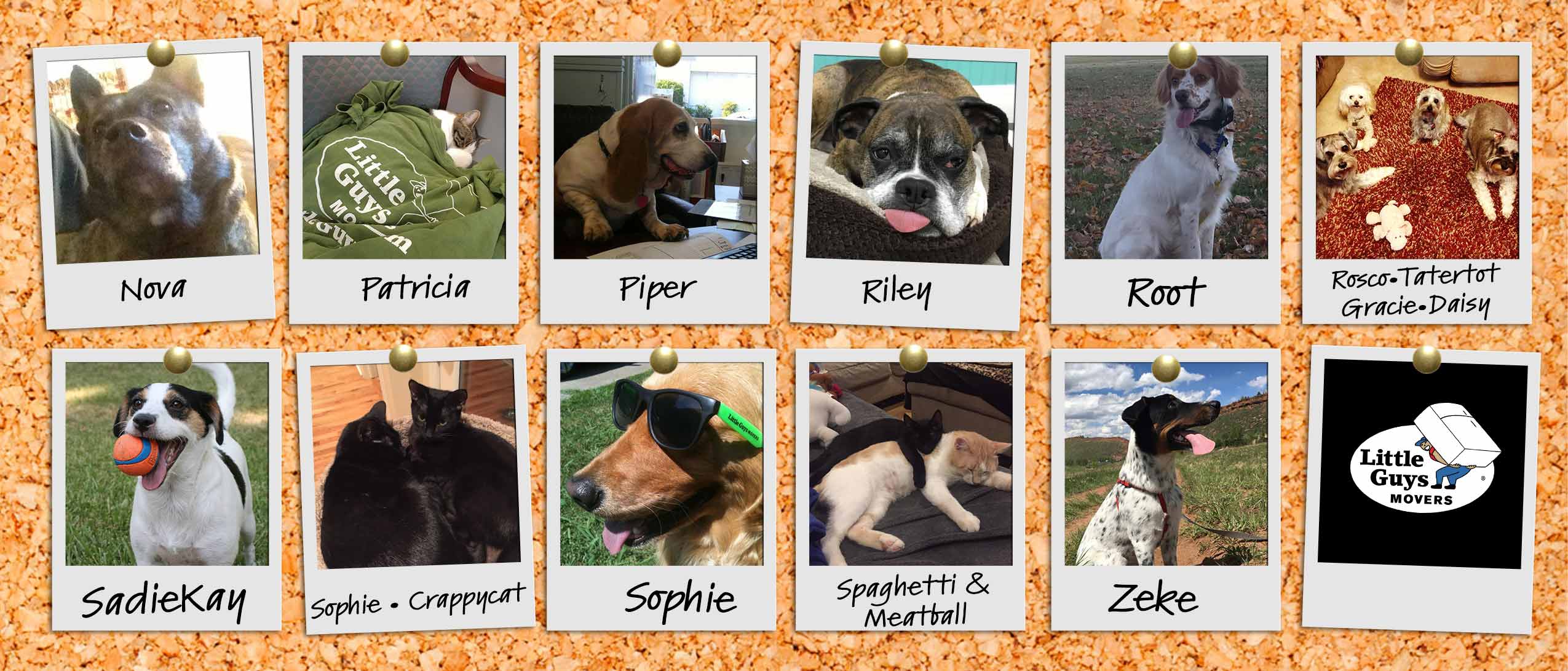 a collage of pets of Little Guys employees!