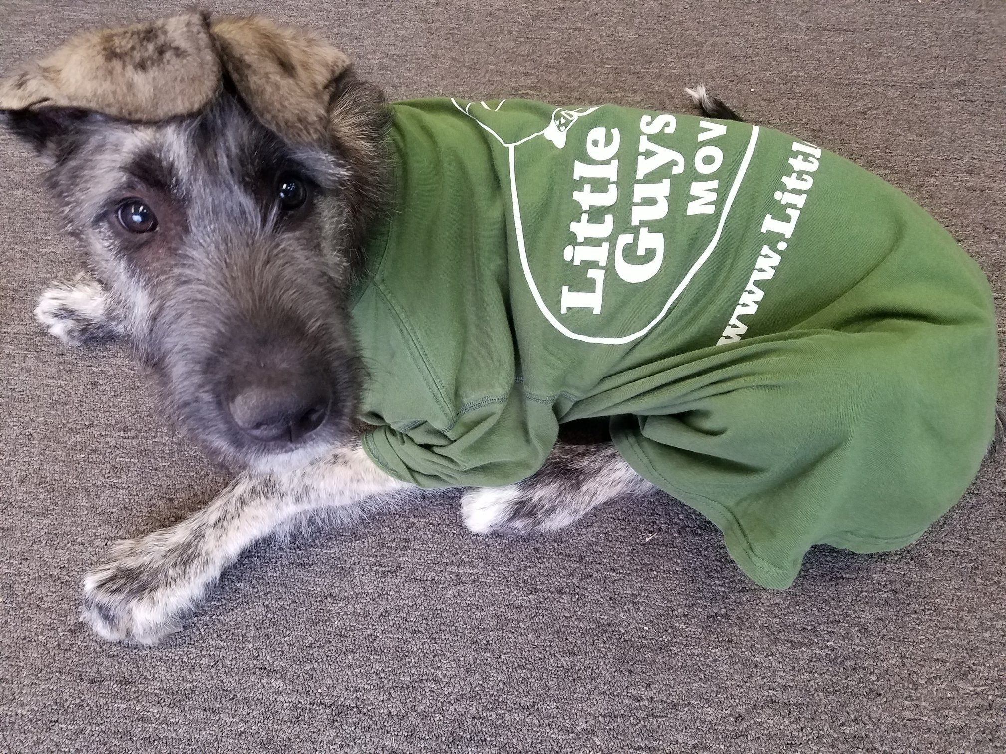 fayetteville movers dog in little guys movers shirt