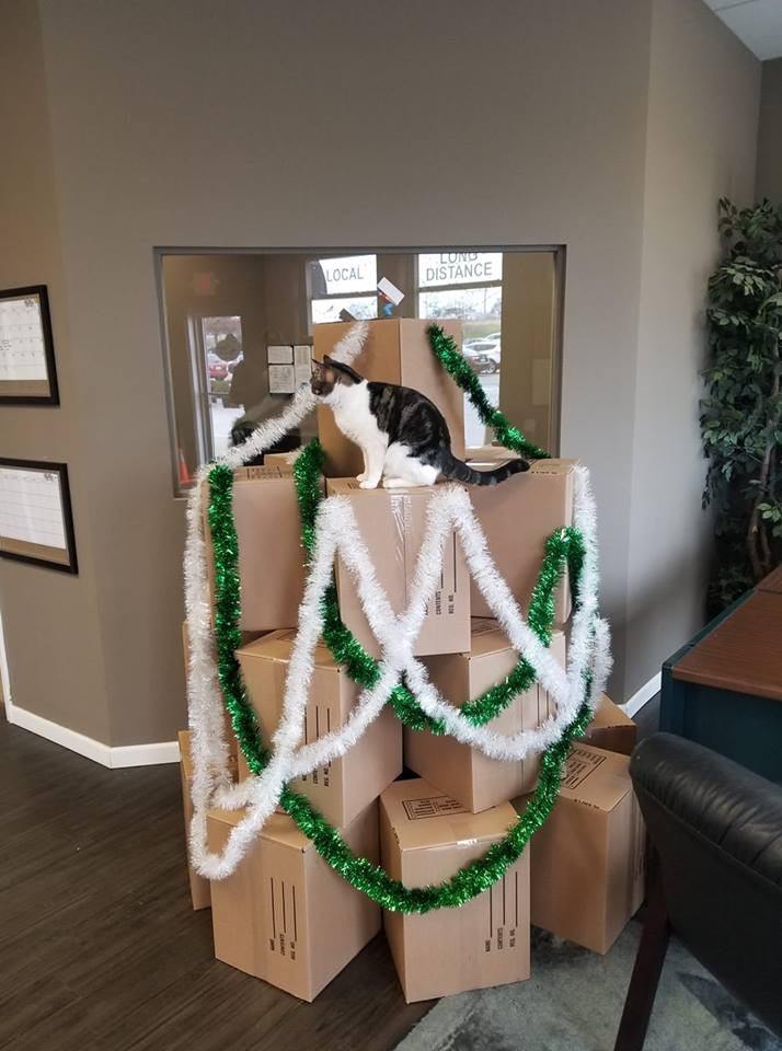 cat sitting on christmas tree made of boxes
