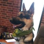 Office help/"Pupervisor" Raider Red Von Kyle at Little Guys Movers in Norman, OK.