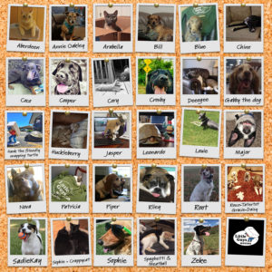 a collage of pets of Little Guys employees!